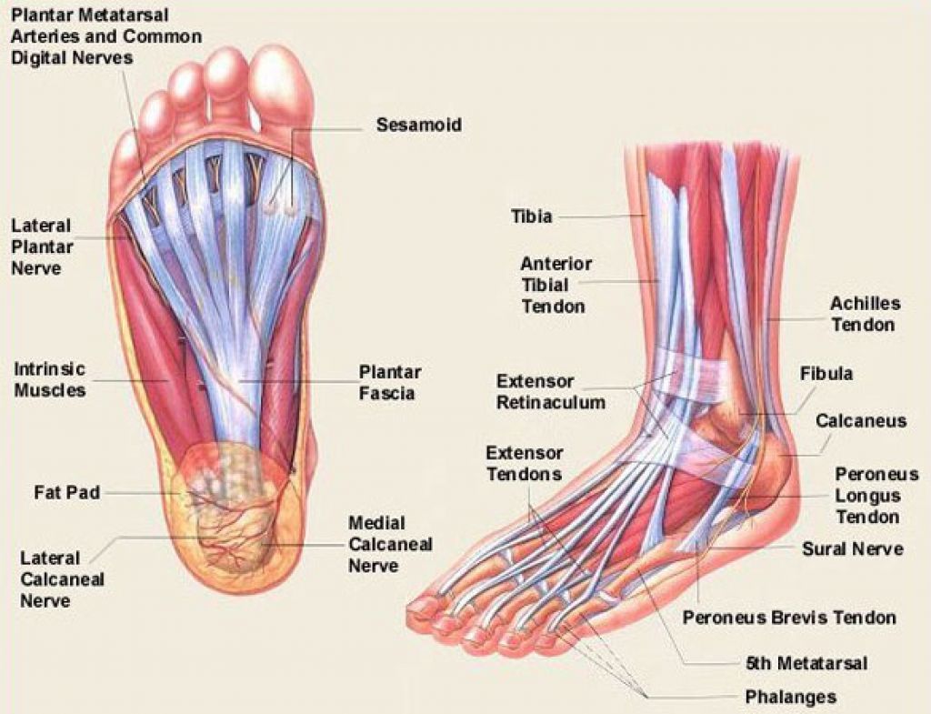 Muscles Of Foot Model